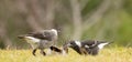 Australian magpie (Gymnorhina tibicen) young birds play making on the ground, Gold Coast, Australia.