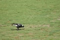 Australian magpie Gymnorhina tibicens feeding. Royalty Free Stock Photo