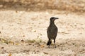 Australian Magpie Juvenile bird walking on sandy ground in Australia