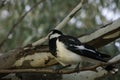 Australian Magpie Lark bird Royalty Free Stock Photo