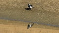 Australian Magpie-Lark, Grallina cyanoleuca, catching insects