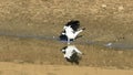 Australian Magpie-Lark, Grallina cyanoleuca, chasing insects