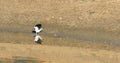 Australian Magpie-Lark, Grallina cyanoleuca, chasing insects 4K