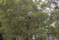 An Australian Magpie-Lark (Grallina cyanoleuca) in flight