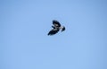 Australian Magpie-Lark (Grallina cyanoleuca) flying in the sky