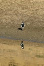 Australian Magpie-Lark, Grallina cyanoleuca, with reflections