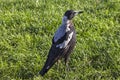 The Australian magpie is a medium-sized black and white passerine bird Royalty Free Stock Photo