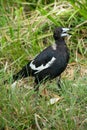 Australian magpie standing in the grass.