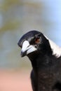 Australian magpie upper body facing camera closeup