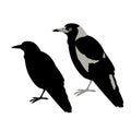 Australian magpie vector illustration flat style black silhouette Royalty Free Stock Photo