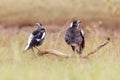 Two Australian Magpies Gymnorhina tibicen Royalty Free Stock Photo