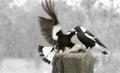 Australian Magpies Gymnorhina tibicen Royalty Free Stock Photo