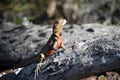 Australian male Eastern Water Dragon