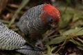 A male gang gang cockatoo Royalty Free Stock Photo