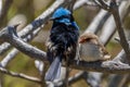 Australian male and female Superb Fairy Wrens Royalty Free Stock Photo