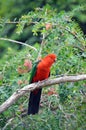 Australian male King parrot Royalty Free Stock Photo