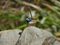 Australian male superb Fairy Wren