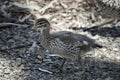 This is an Australin maned duck chick