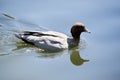 The australian maned duck is swinning in the lake