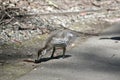 the australian maned duck is searching for food