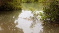 Australian Mangrove Swamp Ecosystem Royalty Free Stock Photo