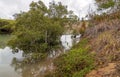 Australian Mangrove Swamp Ecosystem Royalty Free Stock Photo