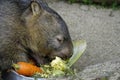 Common wombat Australian animal Royalty Free Stock Photo