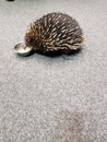 Porcupine or Ecidna Outback Australian animal