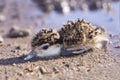 Australian masked lapwing plover chick