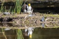 Australian Masked Lapwing