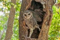 Australian Masked Owl Royalty Free Stock Photo