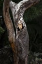 Australian Masked Owl