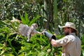 Australian masked owl