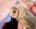 Australian masked owl perched looking down - profile view of face, beak and eye