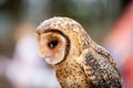 Australian masked owl perched looking down - side view of face, beak and eye