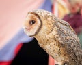 Australian masked owl perched looking to side - profile view of face, beak and eye