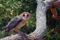Australian masked owl