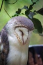 Australian masked owl sleeping Royalty Free Stock Photo