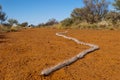 Australian millipede crawler