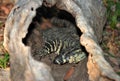 Australian monitor or goanna,queensland,australia