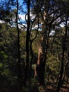 Australian mountain forest landscape in the Blue Mountains. Old tall eucalyptus trees Royalty Free Stock Photo