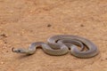 Mulga or King Brown Snake