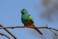Mulga Parrot Royalty Free Stock Photo