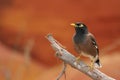 Australian Mynah