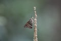 Australian Narrow Banded Awl Skipper Butterfly Royalty Free Stock Photo
