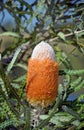 Australian native Acorn Banksia