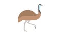 Australian native animal Emu Dromaius Novaehollandiae, brown large flightless bird walking in side angle view, flat style vector