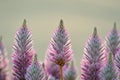 Australian native backlit purple Ptilotus exaltatus Joey wildflowers