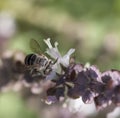 Australian native banded bee