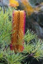 Australian native Banksia flower Royalty Free Stock Photo